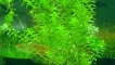 Условия, кацане и съвместимост на растението аквариум с риба